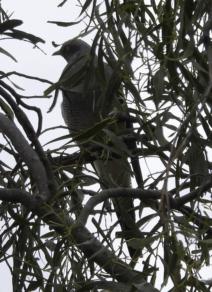 Ground Cuckooshrike - ML620779922