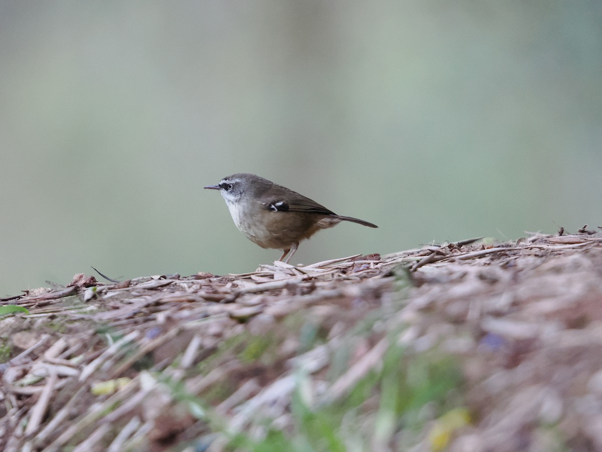 White-browed Scrubwren - ML620779923