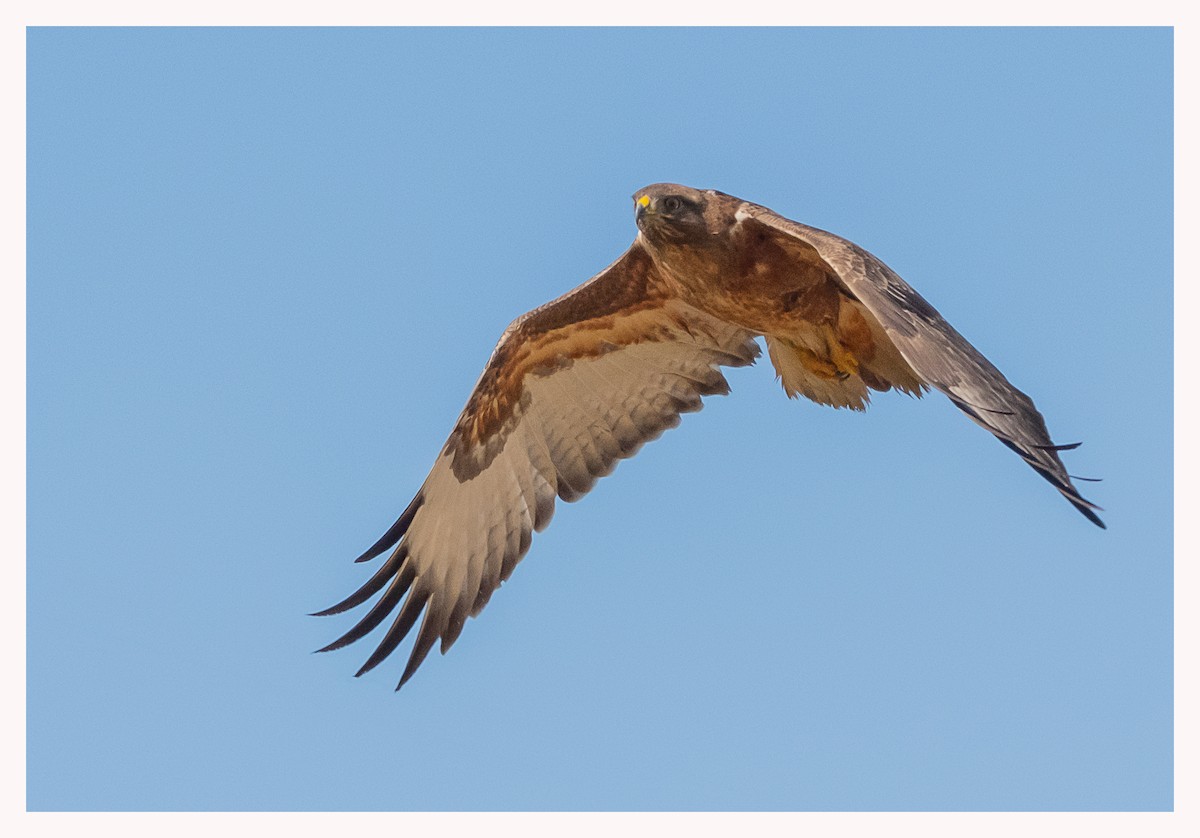 Jackal Buzzard - nigel pitt