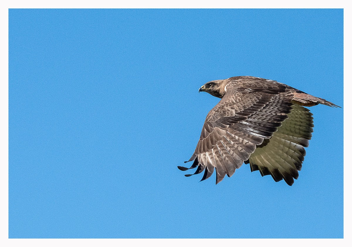 Jackal Buzzard - ML620779927