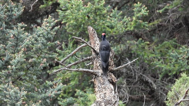 Black Woodpecker - ML620779934