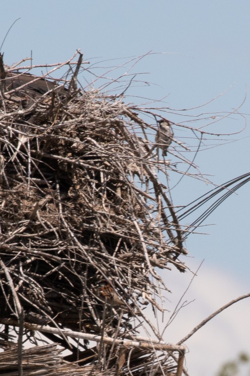 Moineau domestique - ML620779936