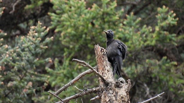 Black Woodpecker - ML620779937