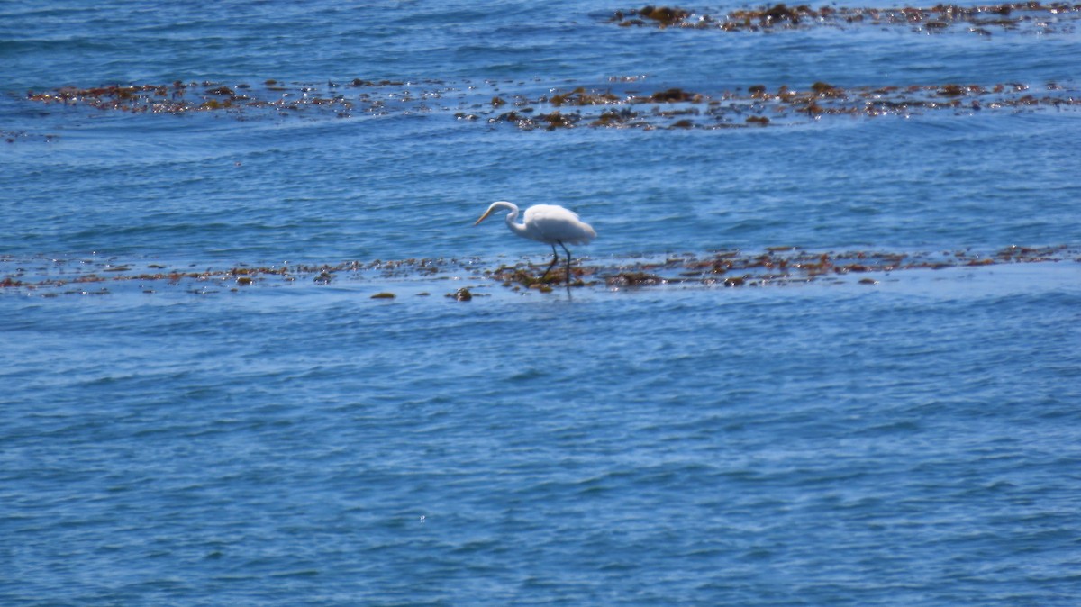 Great Egret - ML620779944