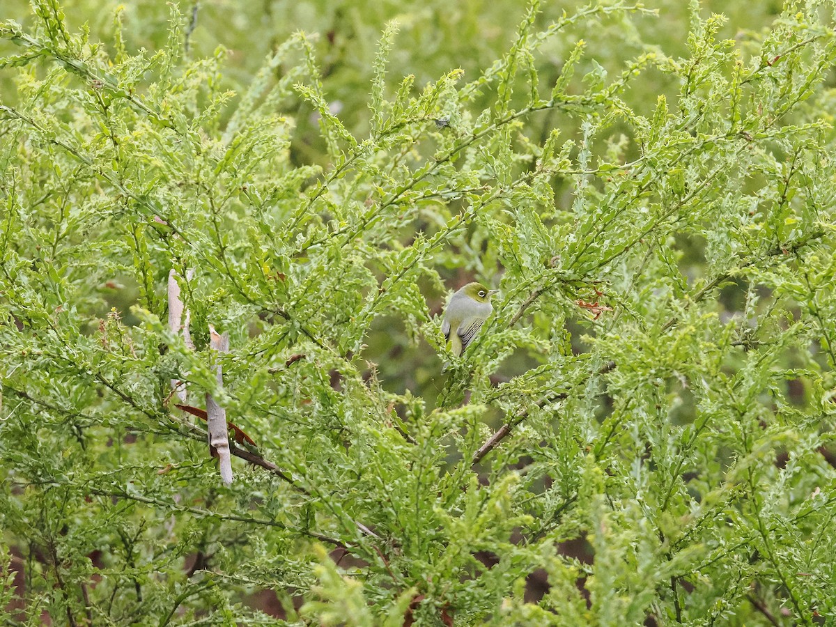 Zostérops à dos gris - ML620779950