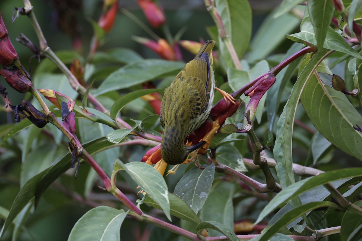 Streaked Spiderhunter - ML620779955