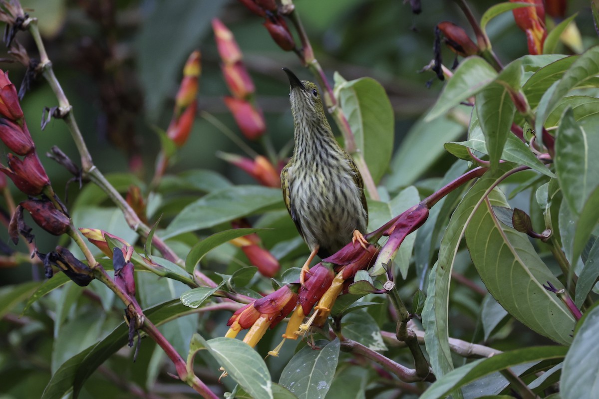 Streaked Spiderhunter - ML620779956