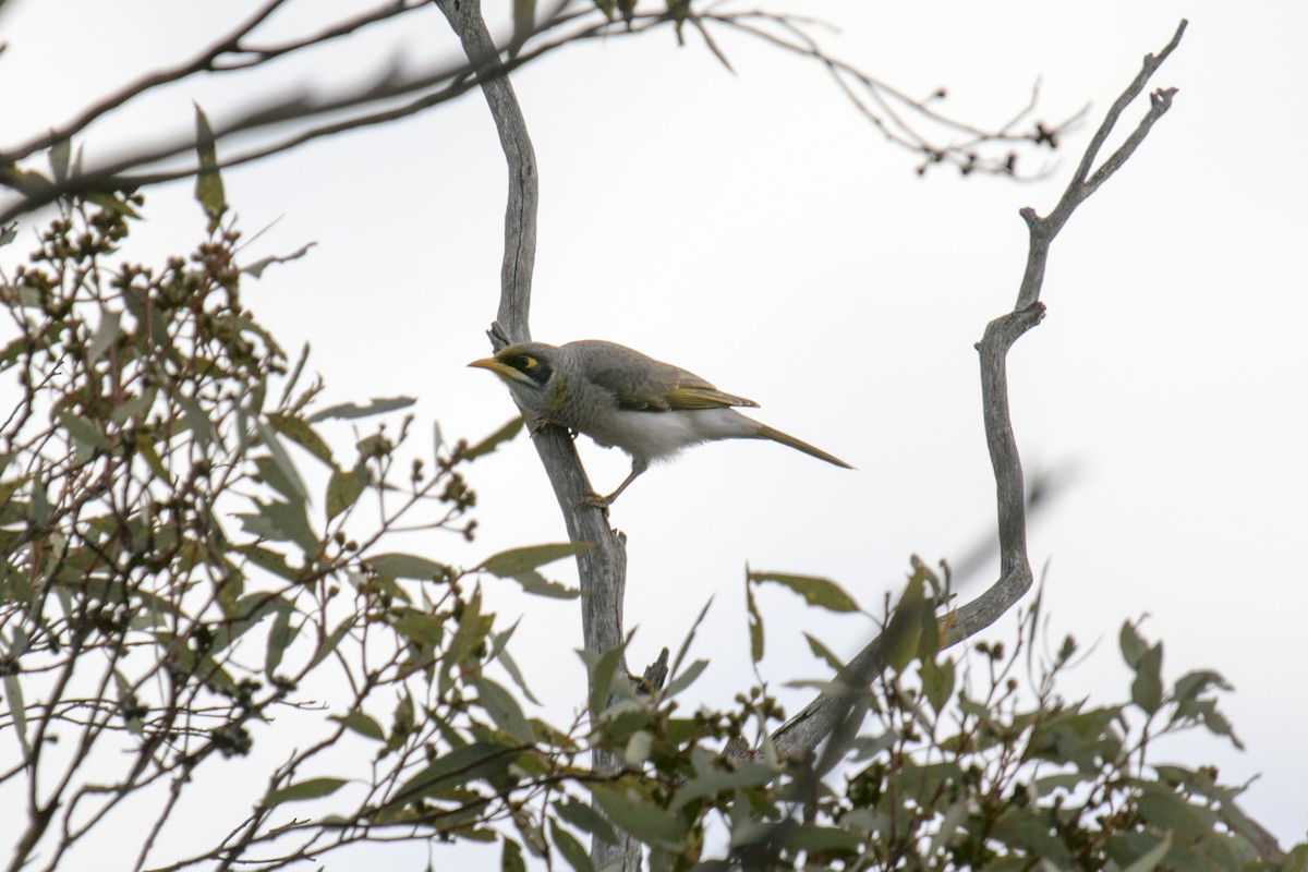 Méliphage à cou jaune - ML620779969