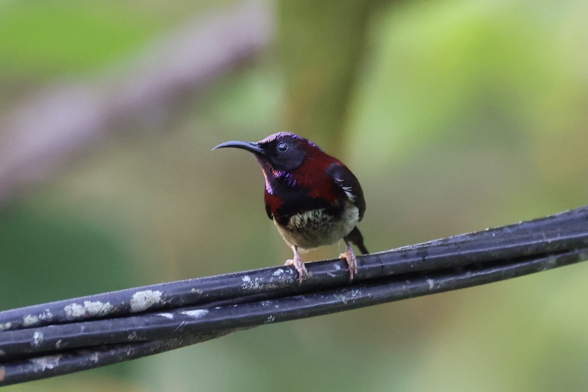 Black-throated Sunbird - ML620779974