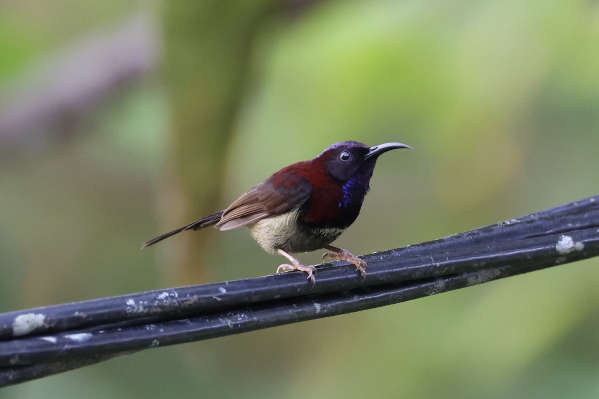 Black-throated Sunbird - ML620779977