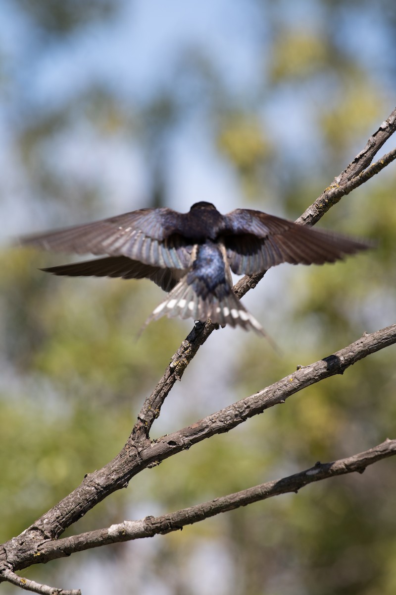 Barn Swallow - ML620779984