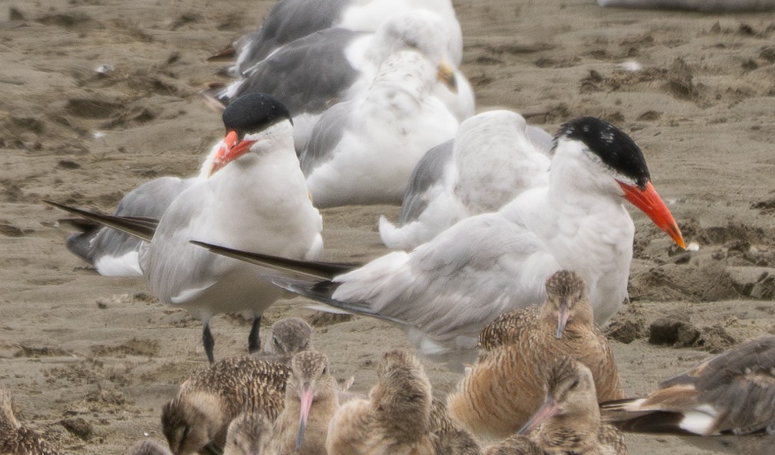 Caspian Tern - Elizabeth Crouthamel