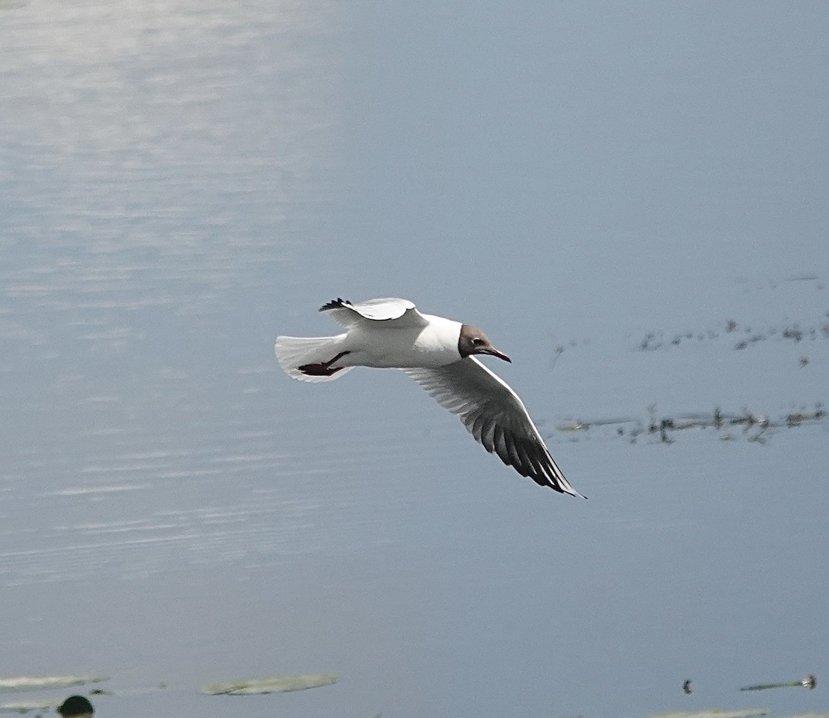 Black-headed Gull - ML620779988