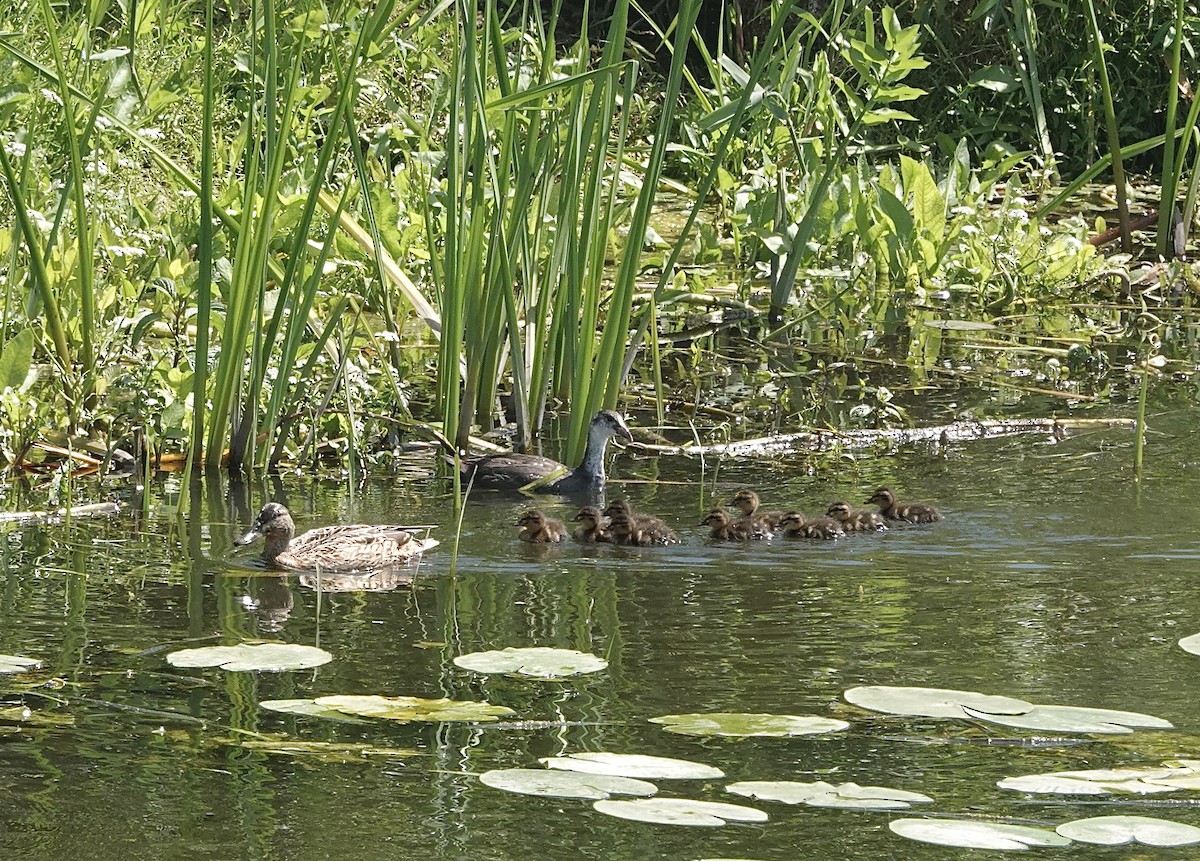 Mallard - ML620780005