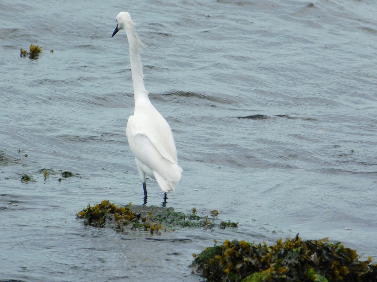 Snowy Egret - Luis Mendes