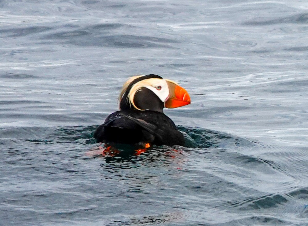 Tufted Puffin - ML620780009