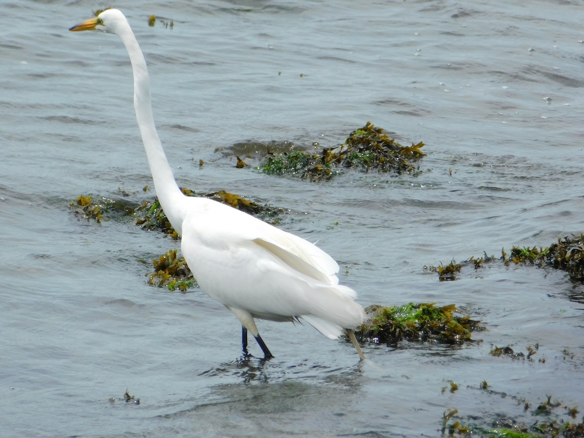 Great Egret - ML620780010