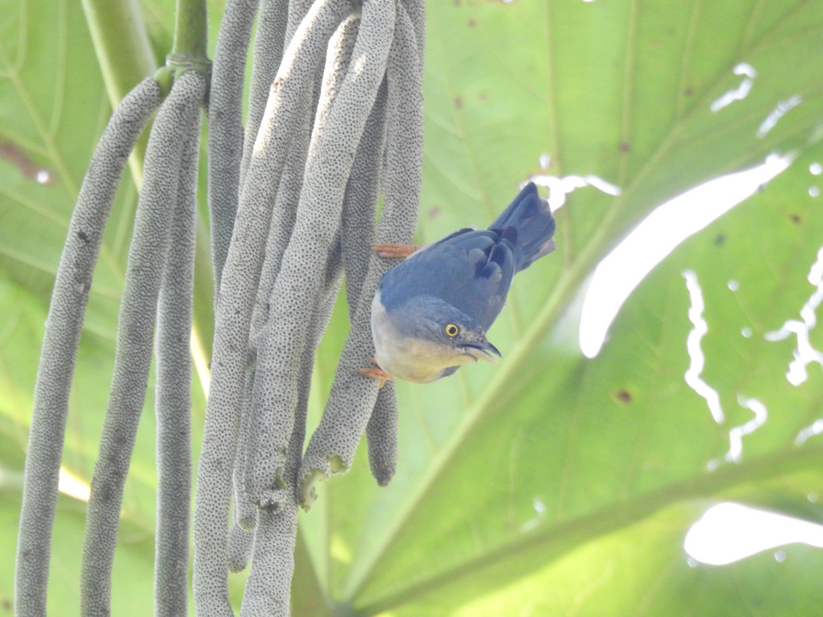 Hooded Tanager - ML620780016