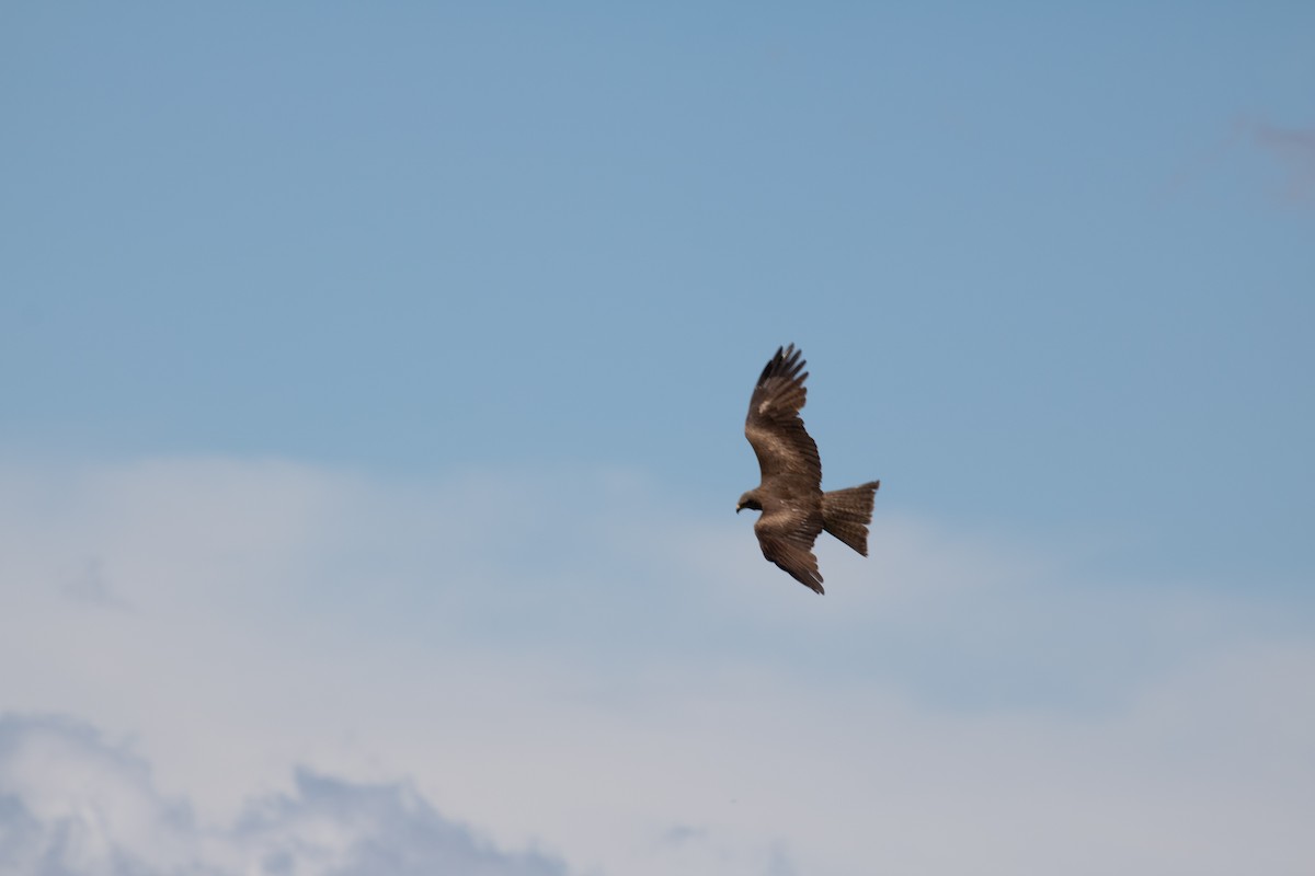 Black Kite - ML620780020