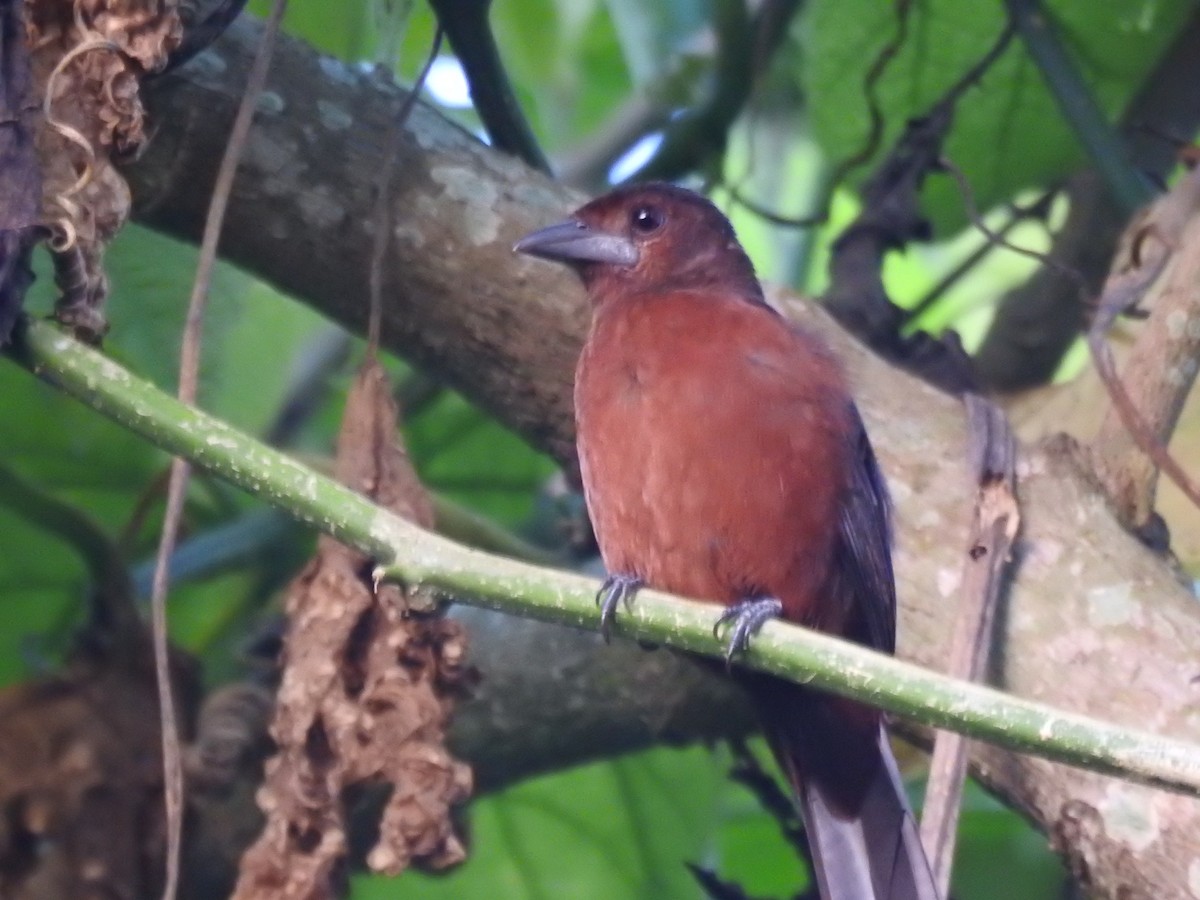 Silver-beaked Tanager - ML620780021