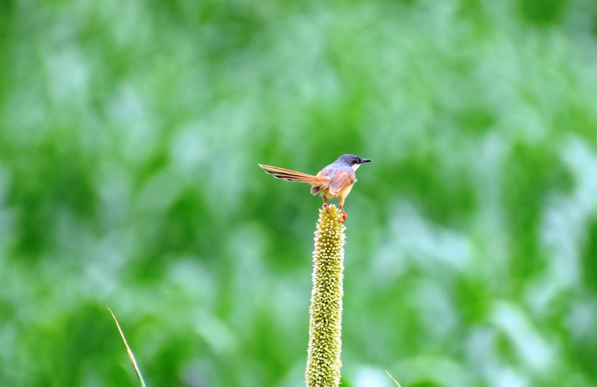 Ashy Prinia - ML620780022