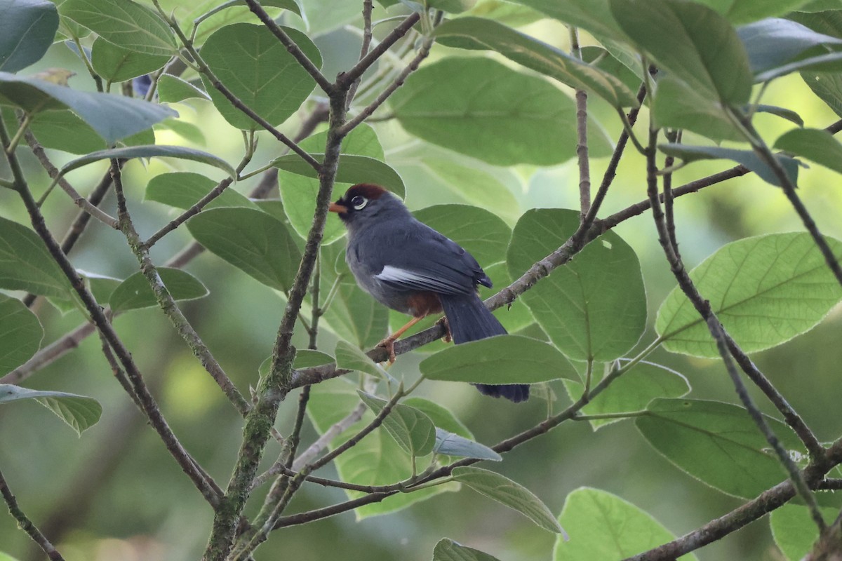 Chestnut-capped Laughingthrush - ML620780025