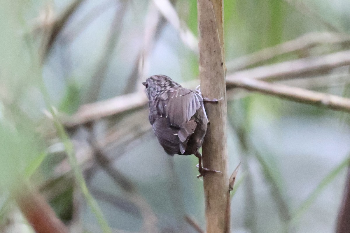 Streaked Wren-Babbler - ML620780027