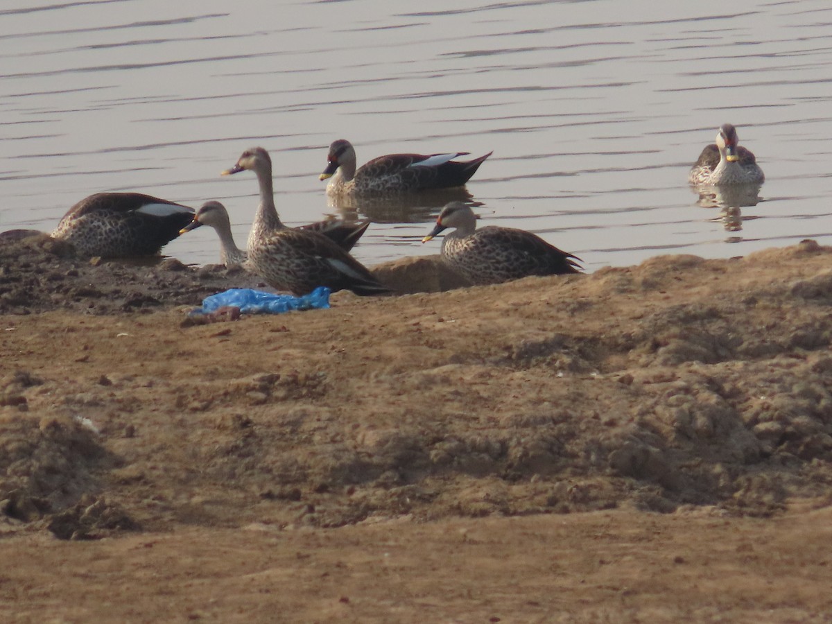 Indian Spot-billed Duck - ML620780033