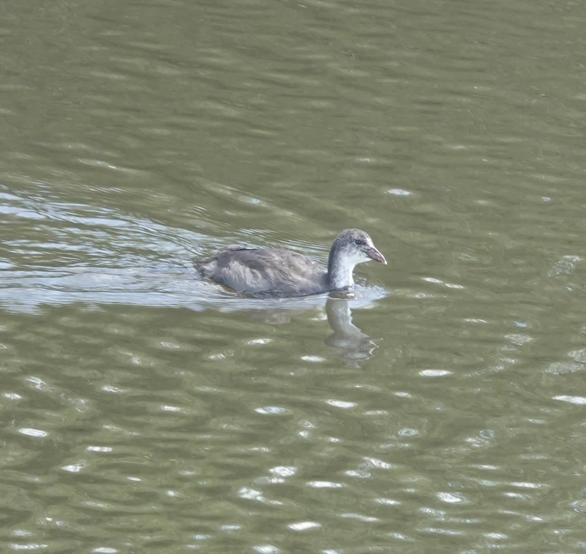 Eurasian Coot - ML620780037