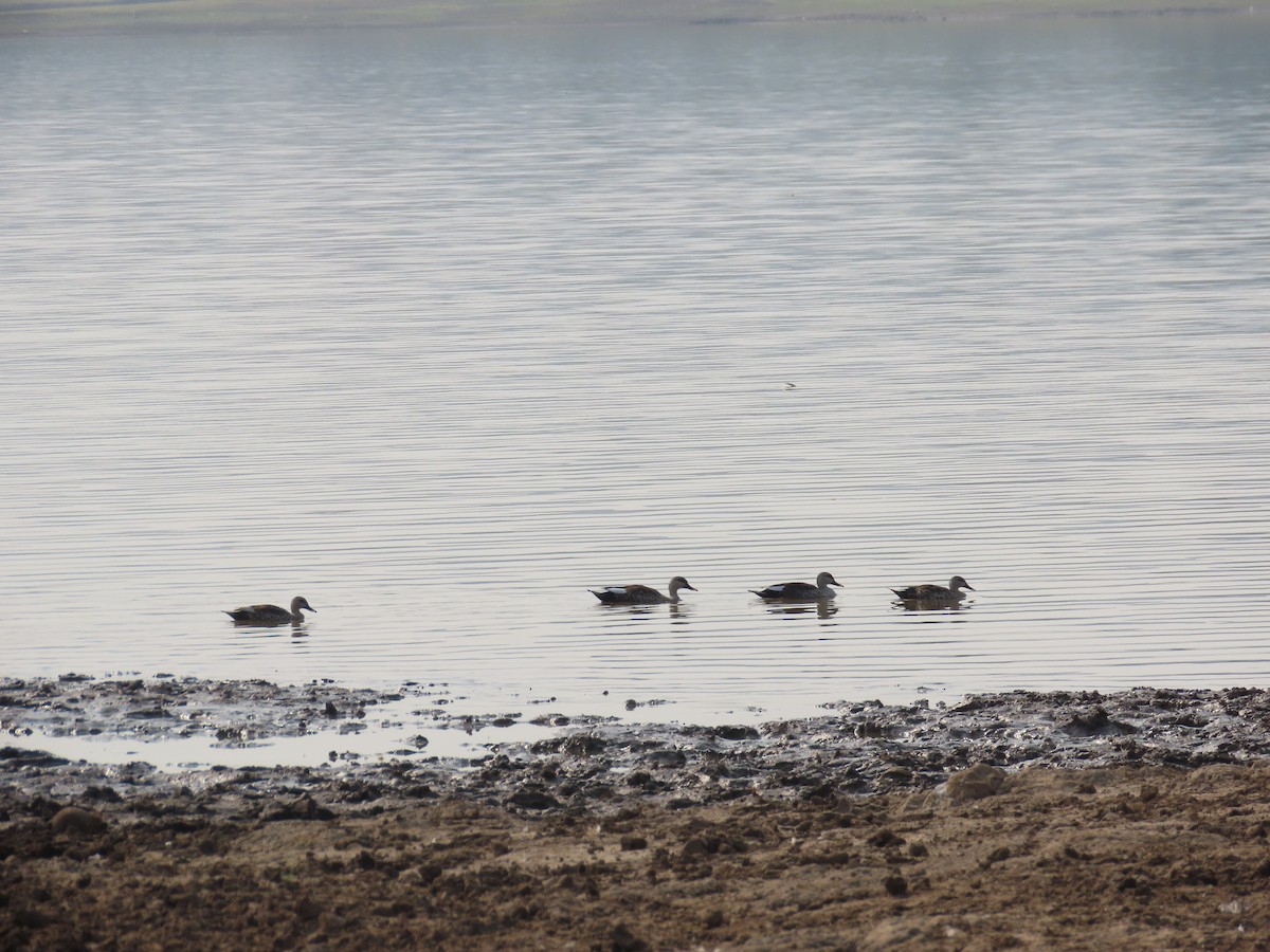 Indian Spot-billed Duck - ML620780038