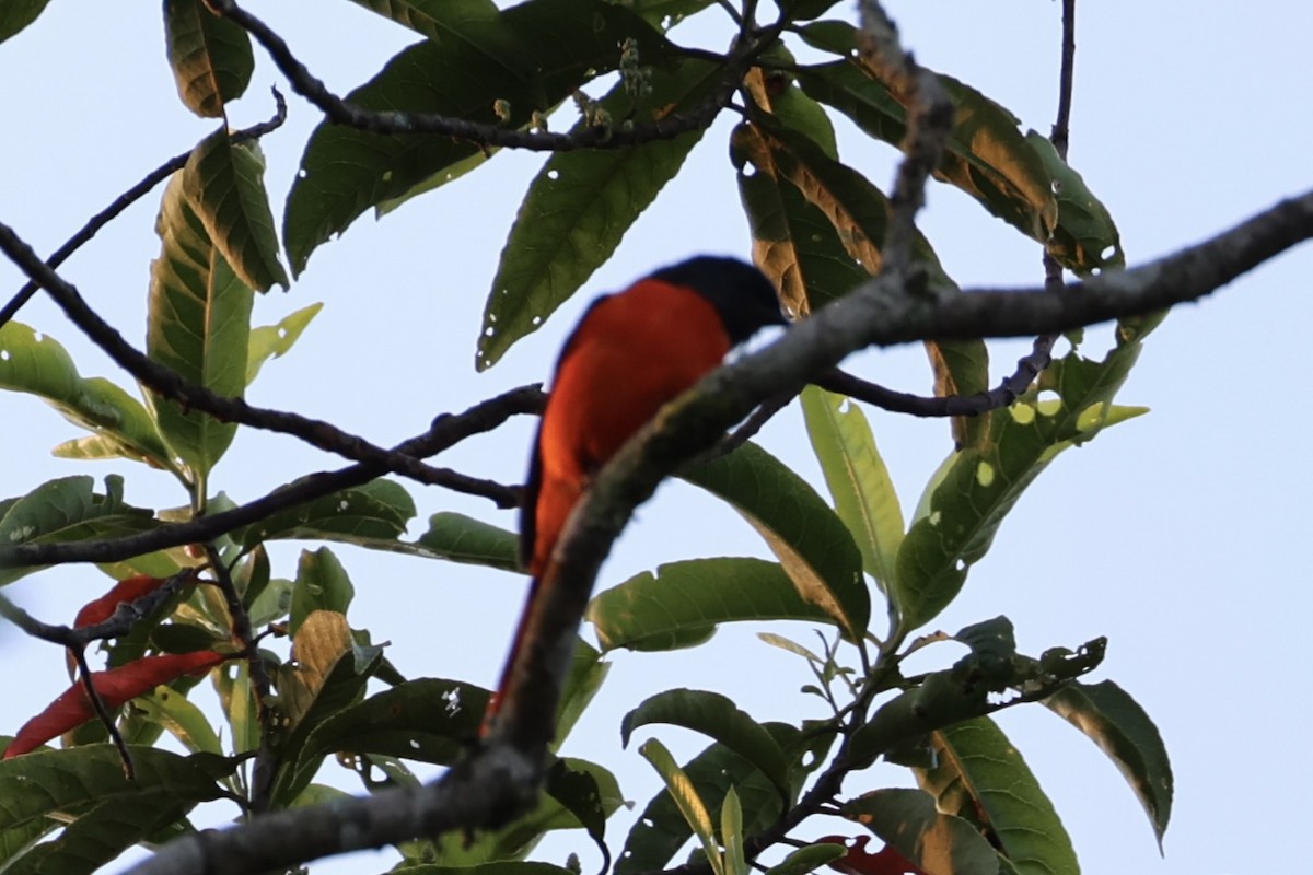 Minivet mandarin - ML620780039