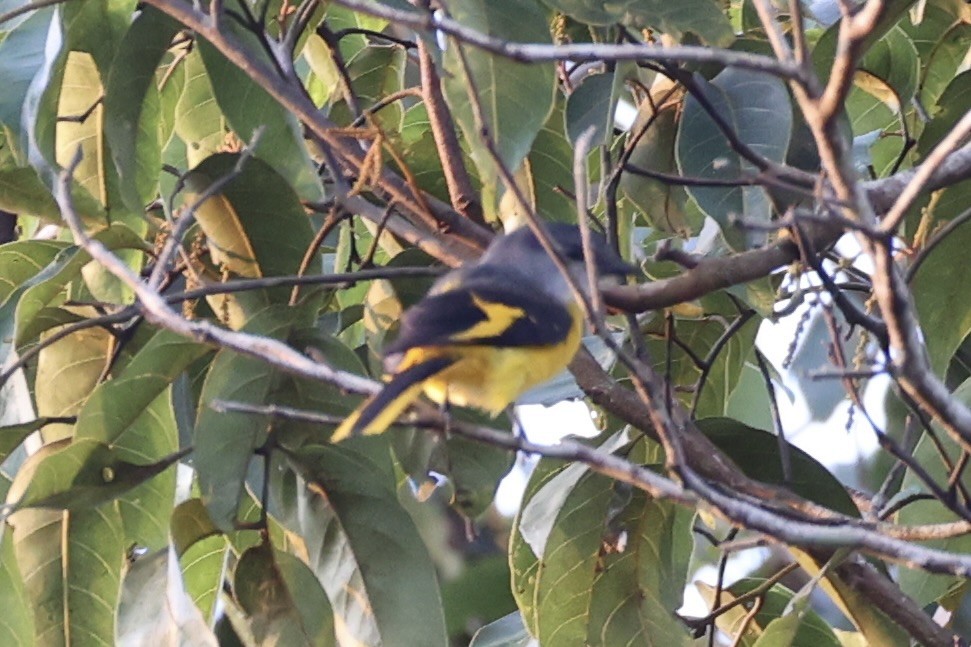 Gray-chinned Minivet - Andrew William