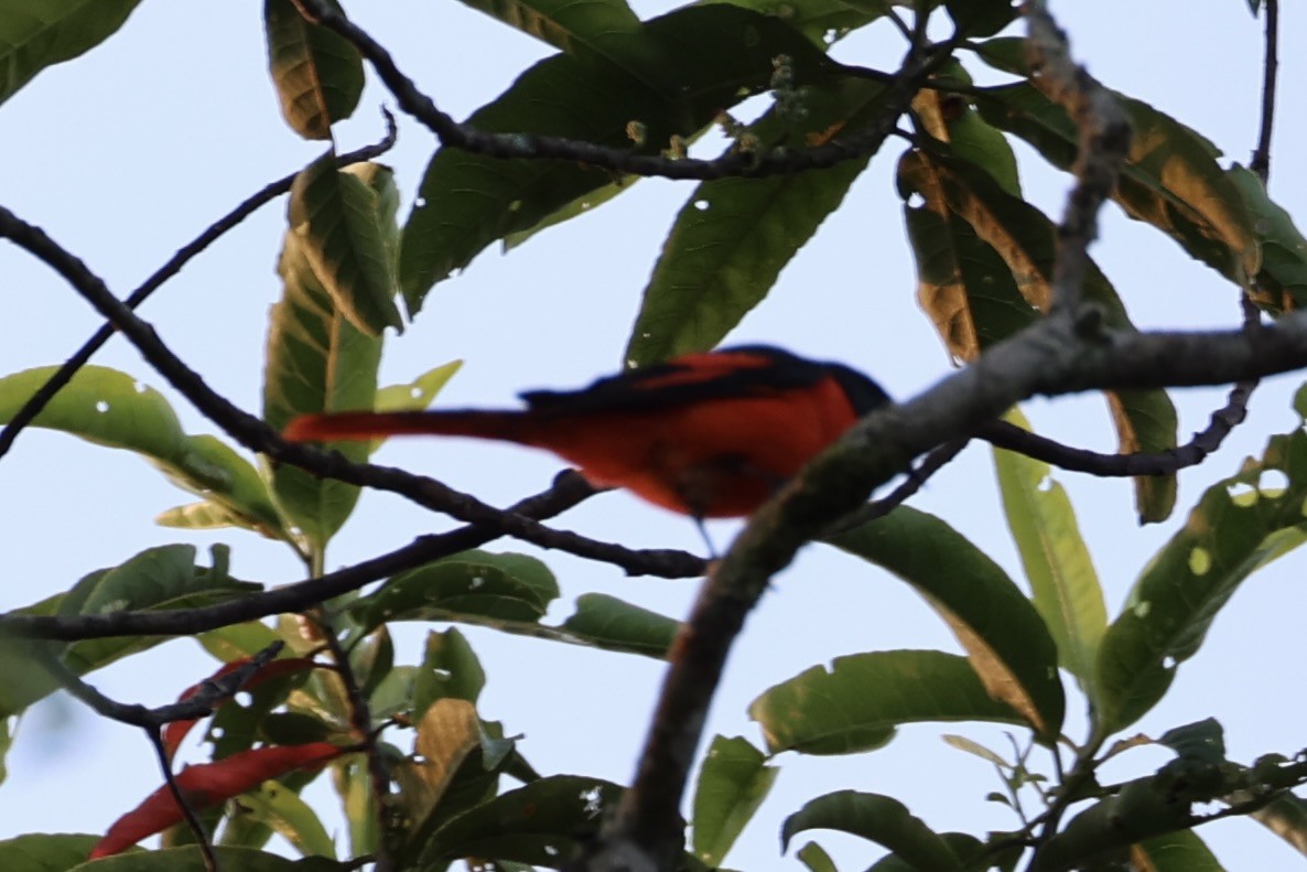 Minivet Gorjigrís - ML620780041