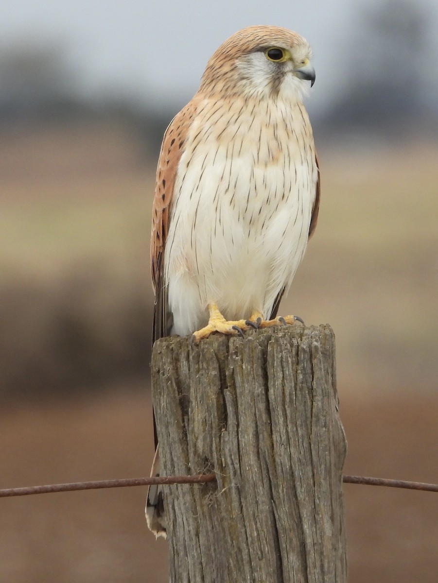 Nankeen Kestrel - ML620780042