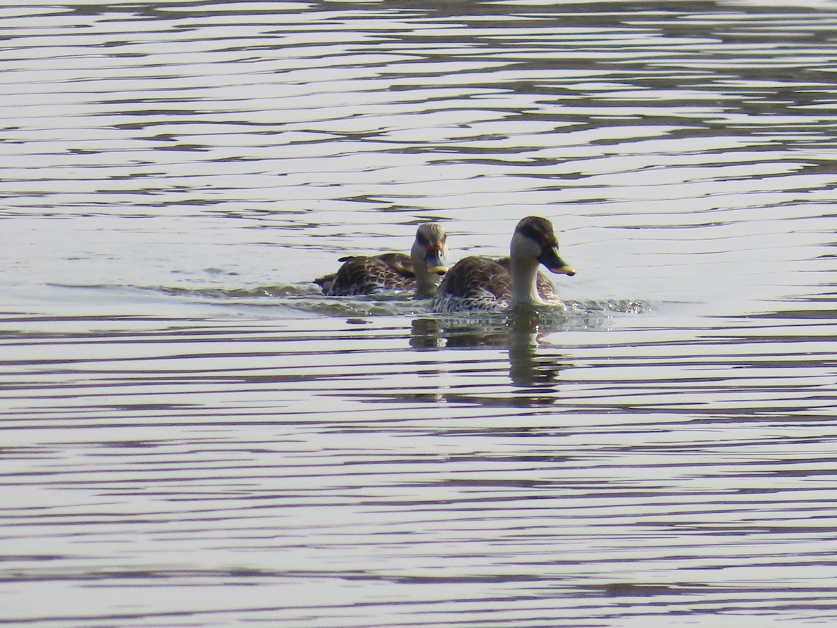 Indian Spot-billed Duck - ML620780043