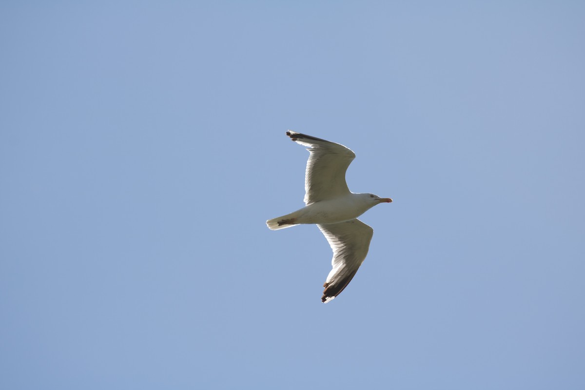 Larus sp. - ML620780044