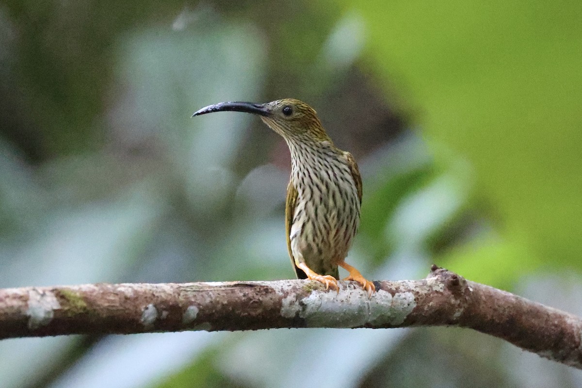 Streaked Spiderhunter - Andrew William