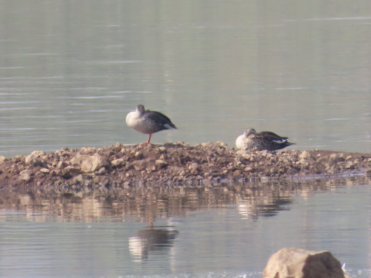 Indian Spot-billed Duck - ML620780047