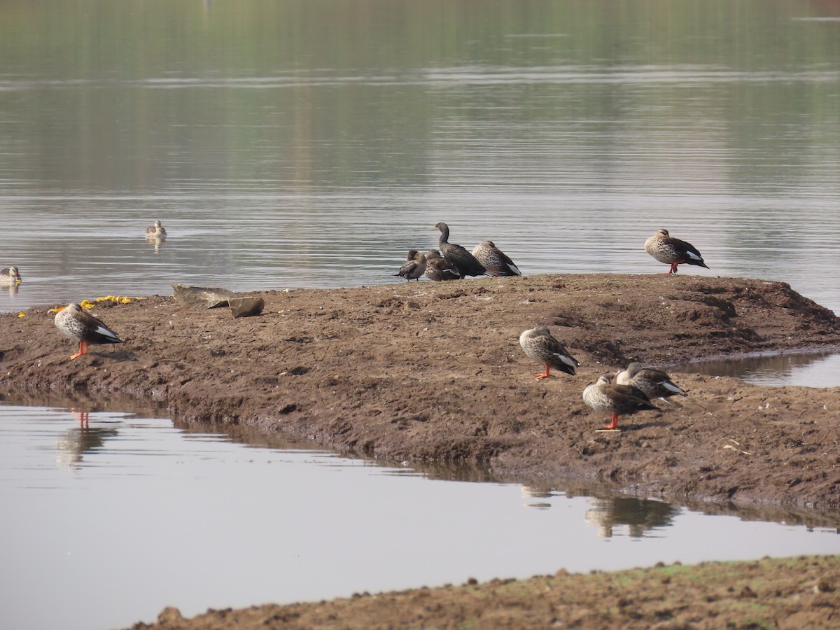 Indian Spot-billed Duck - ML620780048