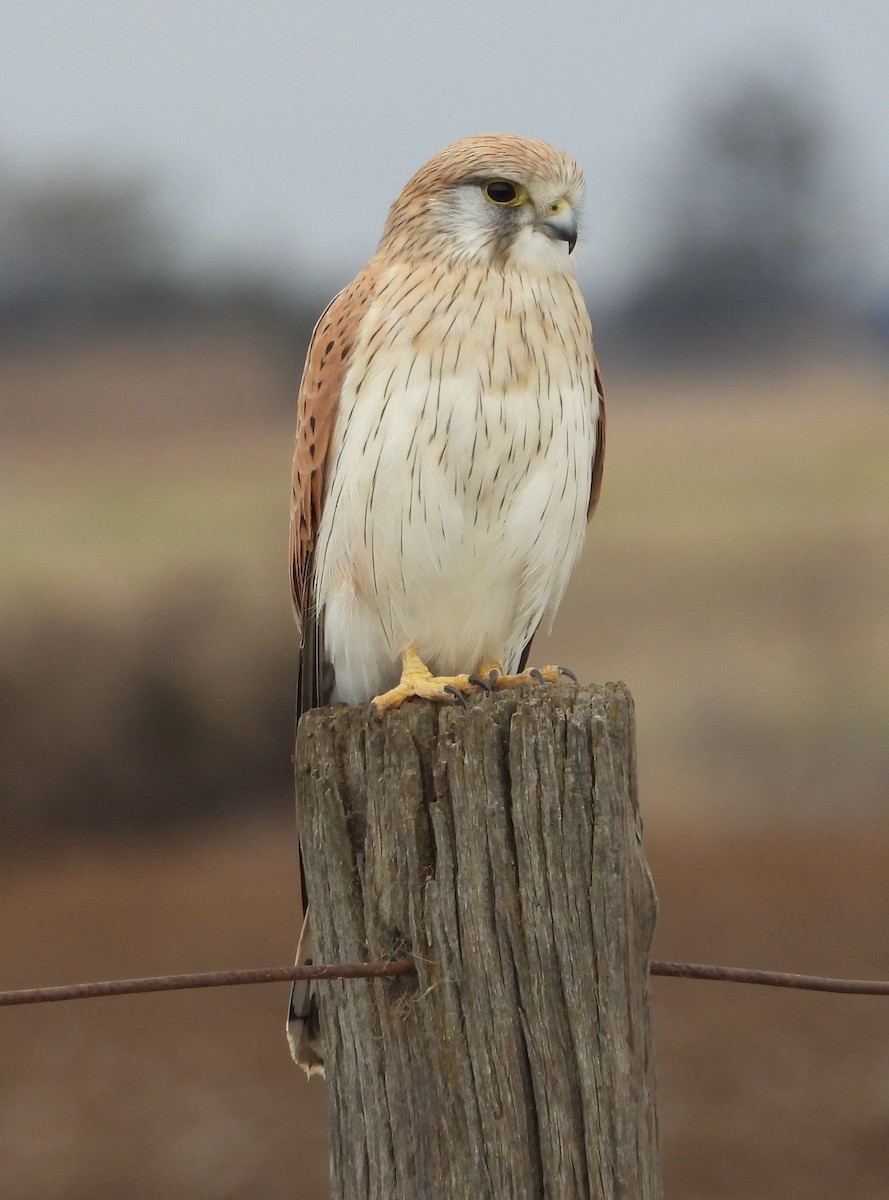 Nankeen Kestrel - ML620780050