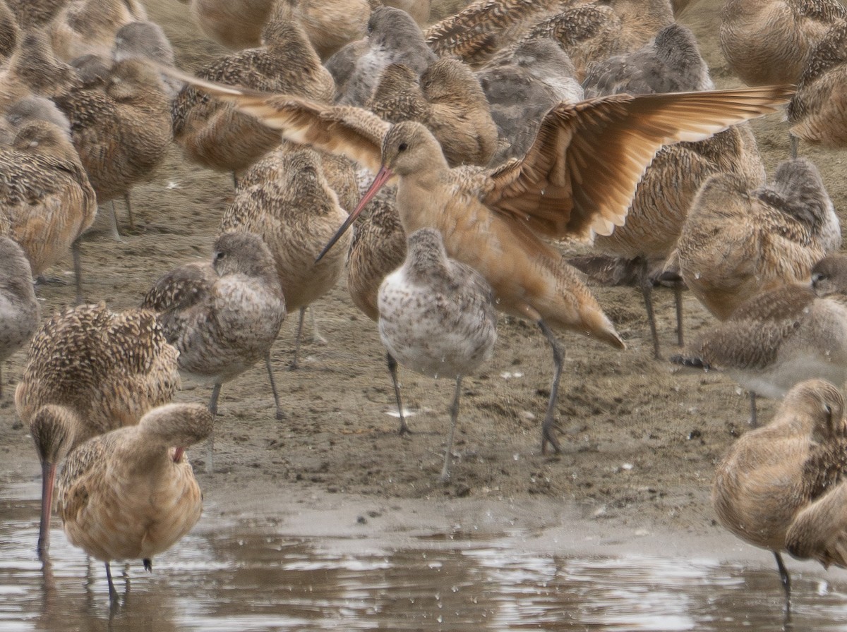 Marbled Godwit - ML620780051