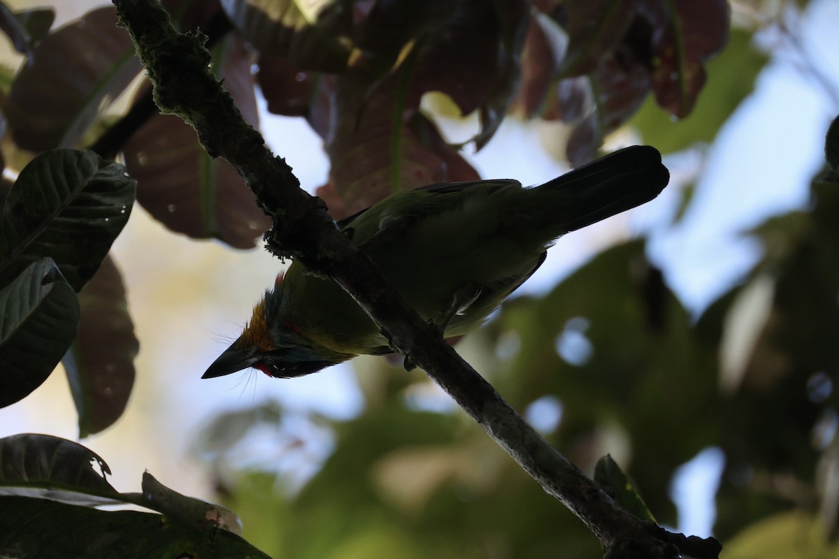 Black-browed Barbet - ML620780052