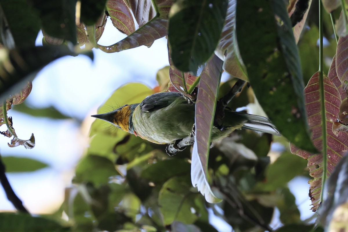 Schwarzbrauen-Bartvogel - ML620780053