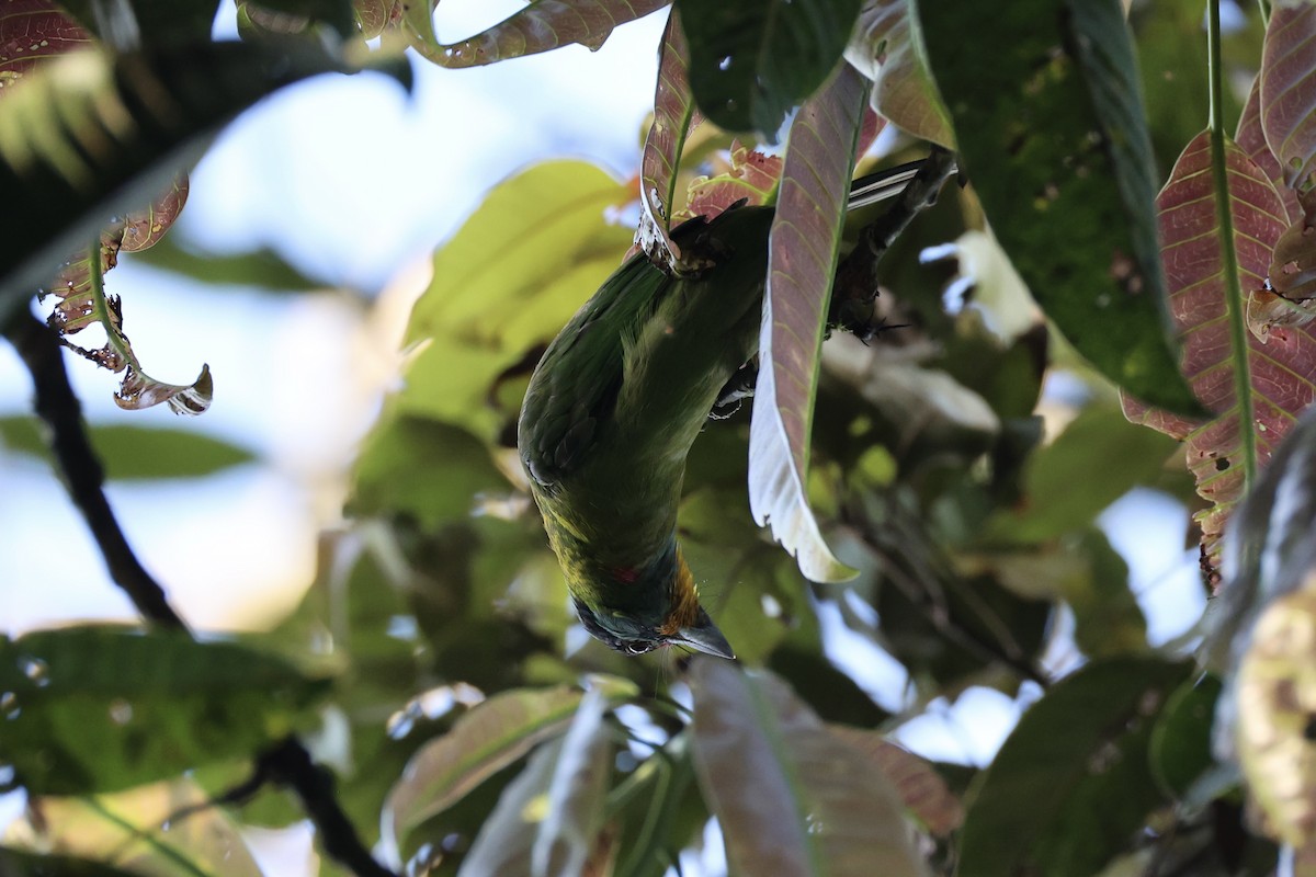 Black-browed Barbet - ML620780054