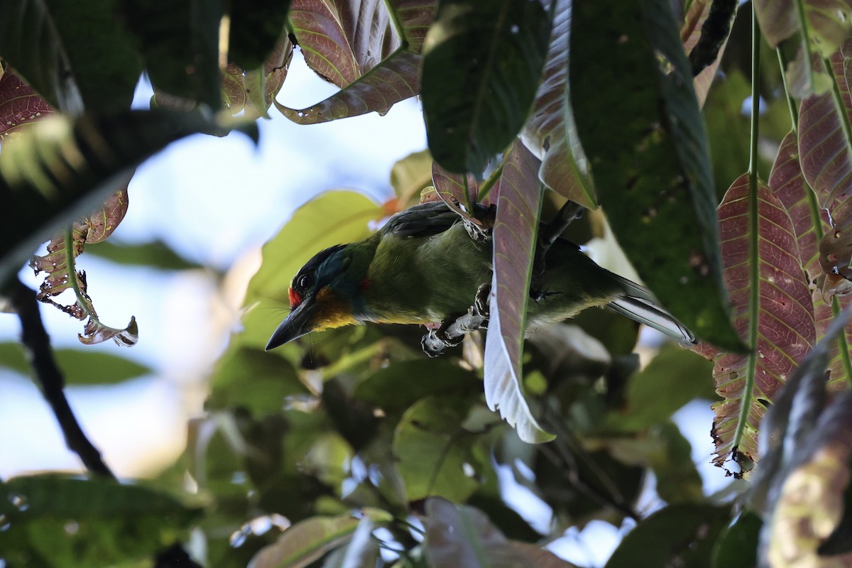 Black-browed Barbet - ML620780055