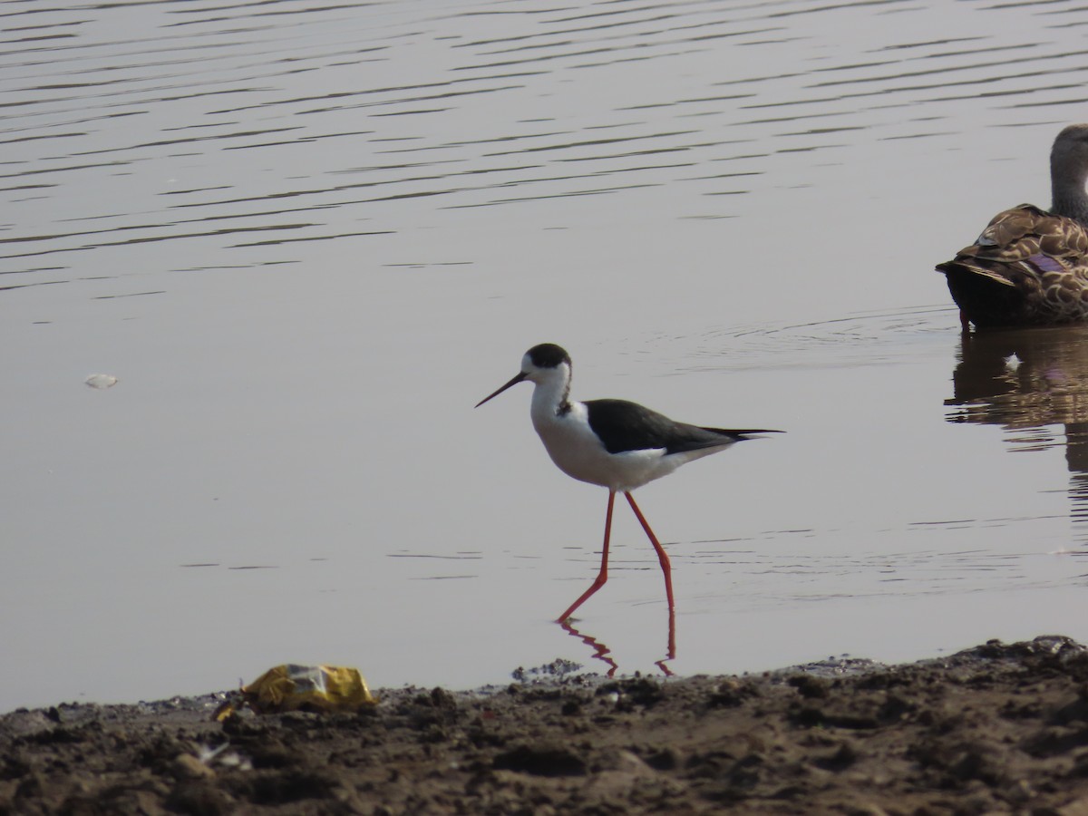 Black-winged Stilt - ML620780056