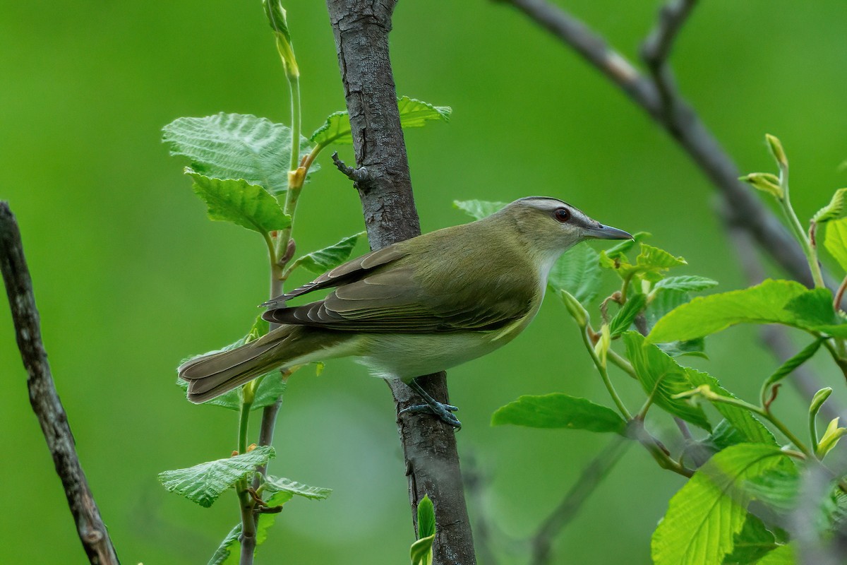 Viréo aux yeux rouges - ML620780057