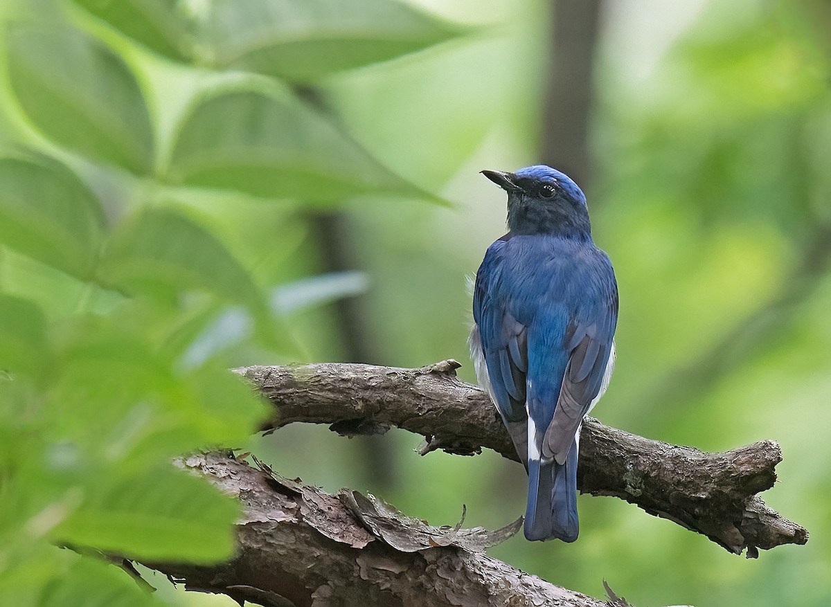 Blue-and-white Flycatcher - ML620780058