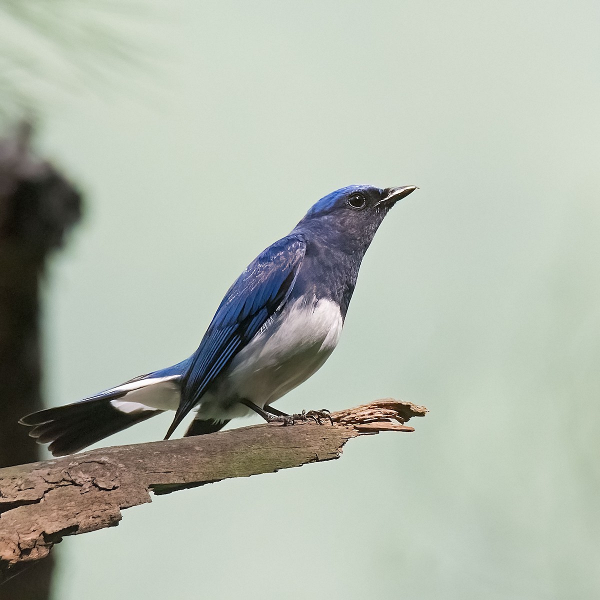 Blue-and-white Flycatcher - ML620780059