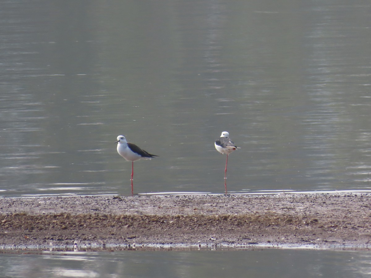 Black-winged Stilt - ML620780064